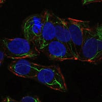 Figure 3: Immunofluorescence analysis of NTERA-2 cells using PRKAA1 mouse mAb (green). Blue: DRAQ5 fluorescent DNA dye. Red: Actin filaments have been labeled with Alexa Fluor-555 phalloidin.