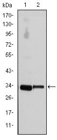 Figure 1: Western blot analysis using CCND3 mouse mAb against NIH/3T3 (1) and Jurkat (2) cell lysate.