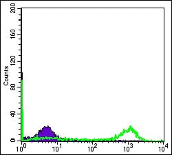 Figure 5: Flow cytometric analysis of Hela cells using EIF4E mouse mAb (green) and negative control (purple).