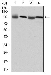 Figure 1: Western blot analysis using EEF2 mouse mAb against HepG2 (1), Hela (2), HEK293 (3) and A431 (4) cell lysate.