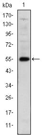 Figure 1: Western blot analysis using LHX2 mAb against human LHX2 (AA: 200-406) recombinant protein. (Expected MW is 55 kDa)