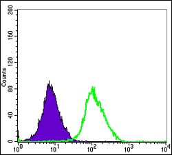 Figure 2: Flow cytometric analysis of Hela cells using ERK3 mouse mAb (green) and negative control (purple).