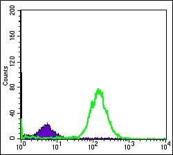 Figure 4: Flow cytometric analysis of Hela cells using BID mouse mAb (green) and negative control (purple).