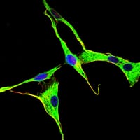 Figure 3: Immunofluorescence analysis of NIH/3T3 cells using GRK2 mouse mAb (green). Blue: DRAQ5 fluorescent DNA dye.