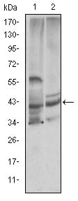 Figure 1: Western blot analysis using CST3 mouse mAb against Hela (1) and Caco-2 (2) cell lysate.