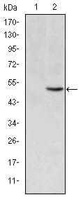 Figure 2: Western blot analysis using MTHFR mAb against HEK293 (1) and MTHFR(AA: 339-499)-hIgGFc transfected HEK293 (2) cell lysate.
