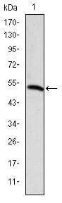 Figure 1: Western blot analysis using PODXL mAb against human PODXL (AA: 109-324) recombinant protein. (Expected MW is 47.3 kDa)