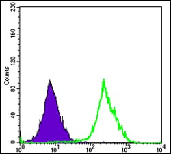 Figure 4: Flow cytometric analysis of Hela cells using FUK mouse mAb (green) and negative control (purple).