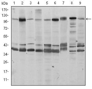 Figure 1: Western blot analysis using FUK mouse mAb against Hela (1), HepG2 (2), Jurkat (3), A431 (4), HEK293 (5), MCF-7 (6), PC-12 (7), Cos7 (8), and NIH/3T3 (9) cell lysate.