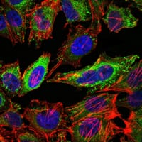 Figure 3: Immunofluorescence analysis of Hela cells using ABCG2 mouse mAb (green). Blue: DRAQ5 fluorescent DNA dye. Red: Actin filaments have been labeled with Alexa Fluor-555 phalloidin.