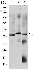 Figure 1: Western blot analysis using OTX2 mouse mAb against HepG2 (1), Jurkat (2), and NTERA-2 (3) cell lysate.