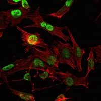 Figure 5: Immunofluorescence analysis of U251 cells using OTX2 mouse mAb (green). Red: Actin filaments have been labeled with Alexa Fluor-555 phalloidin.