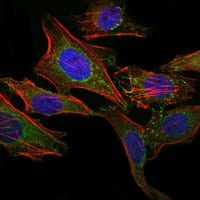 Figure 2: Immunofluorescence analysis of Hela cells using ABCG2 mouse mAb (green). Blue: DRAQ5 fluorescent DNA dye. Red: Actin filaments have been labeled with Alexa Fluor-555 phalloidin.