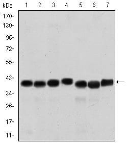 Figure 1: Western blot analysis using SMN1 mouse mAb against HepG2 (1), Hela (2), K562 (3), Jurkat (4), SKBR-3 (5), A431 (6) and Cos7 (7) cell lysate.