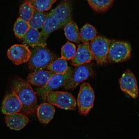 Figure 4: Immunofluorescence analysis of HepG2 cells using SMN1 mouse mAb (green). Blue: DRAQ5 fluorescent DNA dye. Red: Actin filaments have been labeled with Alexa Fluor-555 phalloidin.