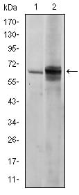 Figure 1: Western blot analysis using FYN mouse mAb against NIH/3T3 (1) and Hela (2) cell lysate.