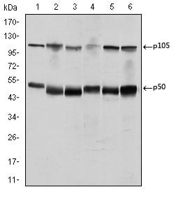 Figure 1: Western blot analysis using NFKB1 mouse mAb against K562 (1), Jurkat (2), A431 (3), Hela (4), THP-1 (5) and MCF-7 (6) cell lysate.