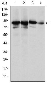 Figure 1: Western blot analysis using XRCC5 mouse mAb against Hela (1), MCF-7 (2), A549 (3) and NIH/3T3 (4) cell lysate.