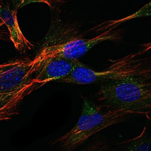 Figure 4: Immunofluorescence analysis of NIH/3T3 cells using GKAP mouse mAb (green). Blue: DRAQ5 fluorescent DNA dye. Red: Actin filaments have been labeled with Alexa Fluor-555 phalloidin.