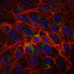 Figure 2: Immunofluorescence analysis of PC-2 cells using CD15 mouse mAb (green). Blue: DRAQ5 fluorescent DNA dye. Red: Actin filaments have been labeled with Alexa Fluor-555 phalloidin.