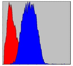 Figure 2: Flow cytometric analysis of Hela cells using CD133 mouse mAb (blue) and negative control (red).