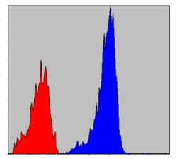 Figure 6: Flow cytometric analysis of NIH/3T3 cells using SMAD2 mouse mAb (blue) and negative control (red).