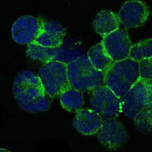 Figure 3: Immunofluorescence analysis of Jurkat cells using ITK mouse mAb (green). Blue: DRAQ5 fluorescent DNA dye.