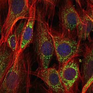 Figure 7: Immunofluorescence analysis of NIH/3T3 cells using AIF mouse mAb (green). Blue: DRAQ5 fluorescent DNA dye. Red: Actin filaments have been labeled with Alexa Fluor-555 phalloidin.