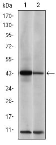 Figure 2: Western blot analysis using c-Jun mouse mAb against NIH/3T3 (1) and Cos7 (2) cell lysate.