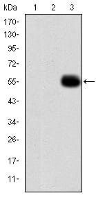 Figure 2: Western blot analysis using MMP9 mAb against HEK293 (1), MMP7-hIgGFc transfected HEK293 (2) cell lysate and MMP9 (AA: 238-465)-hIgGFc transfected HEK293 (3) cell lysate.