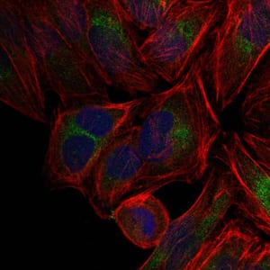 Figure 5: Immunofluorescence analysis of Hela cells using c-Jun mouse mAb (green). Blue: DRAQ5 fluorescent DNA dye. Red: Actin filaments have been labeled with Alexa Fluor-555 phalloidin.