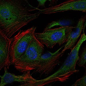 Figure 5: Immunofluorescence analysis of 3T3-L1 cells using CRK mouse mAb (green). Blue: DRAQ5 fluorescent DNA dye. Red: Actin filaments have been labeled with Alexa Fluor-555 phalloidin.