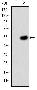 Figure 2: Western blot analysis using CRK mAb against HEK293 (1) and CRK(AA: 1-204)-hIgGFc transfected HEK293 (2) cell lysate.