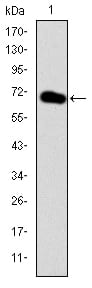 Figure 1: Western blot analysis using GATA5 mAb against human GATA5 (AA: 168-391) recombinant protein. (Expected MW is 49.6 kDa)