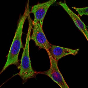 Figure 2: Immunofluorescence analysis of NIH/3T3 cells using FGG mouse mAb (green). Blue: DRAQ5 fluorescent DNA dye. Red: Actin filaments have been labeled with Alexa Fluor-555 phalloidin.