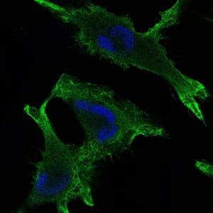 Figure 5: Immunofluorescence analysis of U251 cells using JUP mouse mAb (green). Blue: DRAQ5 fluorescent DNA dye.