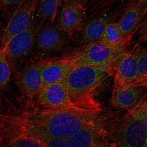 Figure 4: Immunofluorescence analysis of 3T3-L1 cells using FGG mouse mAb (green). Blue: DRAQ5 fluorescent DNA dye. Red: Actin filaments have been labeled with Alexa Fluor-555 phalloidin.