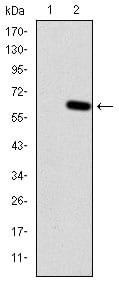 Figure 2: Western blot analysis using HFE mAb against HEK293 (1) and HFE(AA: 125-282)-hIgGFc transfected HEK293 (2) cell lysate.