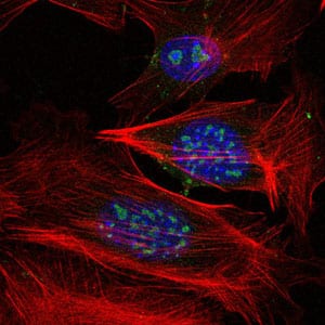 Figure 3: Immunofluorescence analysis of 3T3-L1 cells using MAP3K2 mouse mAb (green). Blue: DRAQ5 fluorescent DNA dye. Red: Actin filaments have been labeled with Alexa Fluor-555 phalloidin.