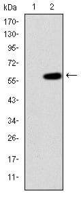 Figure 2: Western blot analysis using MAP3K2 mAb against HEK293 (1) and MAP3K2(AA: 148-359)--hIgGFc transfected HEK293 (2) cell lysate.