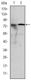 Figure 2: Western blot analysis using KID mouse mAb against MCF-7 (1) and Hela (2) cell lysate.