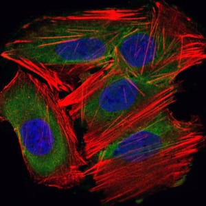 Figure 5: Immunofluorescence analysis of HepG2 cells using UBE2I mouse mAb (green). Blue: DRAQ5 fluorescent DNA dye. Red: Actin filaments have been labeled with Alexa Fluor-555 phalloidin.