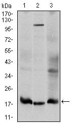 Figure 2: Western blot analysis using UBE2I mouse mAb against Hela (1), HepG2 (2), and Cos7 (3) cell lysate.