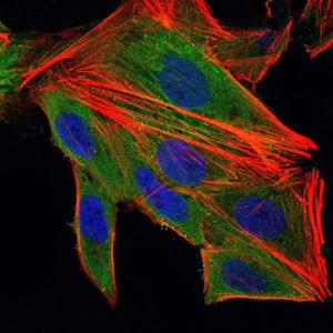 Figure 5: Immunofluorescence analysis of HepG2 cells using IL1B mouse mAb (green). Blue: DRAQ5 fluorescent DNA dye. Red: Actin filaments have been labeled with Alexa Fluor-555 phalloidin.