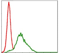 Figure 4: Flow cytometric analysis of HepG2 cells using RSK2 mouse mAb (green) and negative control (red).