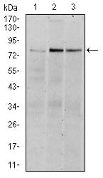 Figure 2: Western blot analysis using RSK2 mouse mAb against Hela (1), MCF-7 (2), and HepG2 (3) cell lysate.