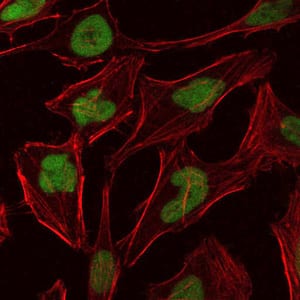 Figure 5: Immunofluorescence analysis of Hela cells using MCM2 mouse mAb (green). Blue: DRAQ5 fluorescent DNA dye. Red: Actin filaments have been labeled with Alexa Fluor-555 phalloidin.