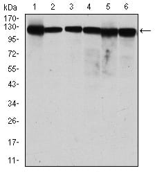 Figure 2: Western blot analysis using MCM2 mouse mAb against MCF-7 (1), Hela (2), Jurkat (3), K562 (4), HEK293 (5) and HEPG2 (6) cell lysate.