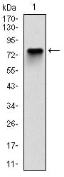 Figure 1: Western blot analysis using MCM2 mAb against human MCM2 (AA: 16-232) recombinant protein. (Expected MW is 50.4 kDa)