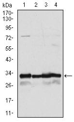 Figure 2: Western blot analysis using NQO1 mouse mAb against A549 (1), Hela (2), MCF-7 (3) and HepG2 (4) cell lysate.